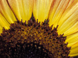 Close-Up Detail of a Sunflower Head Showing the Seeds and Petals  North Carlton  Australia