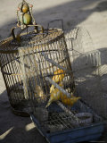 Caged Canaries for Sale in a Market  Qinghai  China