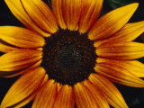 Closeup of a Sunflower Seed Bed Surrounded by Orange-Yellow Petals  Australia