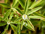 Closeup of Lupine Leaves with Water Drops  Washington
