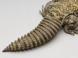 Brush-Tailed Lizard at the Sedgwick County Zoo  Kansas
