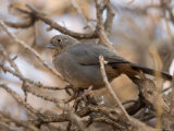 Brown Towhee at the Omaha Zoo  Nebraska