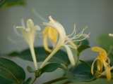 Close Up of Honeysuckle  Elkhorn  Nebraska