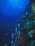 Blue and Gold  Fusiler  Caesio Teres  Swimming Down Reef Wall  Solomon Islands