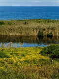 Coastal Marshland on Block Island Sound  Rhode Island