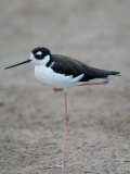 American Avocet at the Sedwick County Zoo