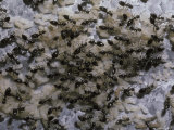Black Ant Colony Protects and Cares for It's Eggs  Larvae and Pupae  Australia