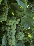 Chardonnay Grapes on the Vine  Washington