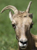 Big Horn Sheep at Zoo Montana