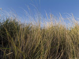 Close-Up of Aquatic Grass against a Blue Sky  Block Island  Rhode Island