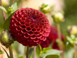 Closeup of a Red Flower in Butchart Gardens