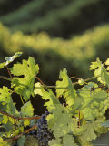 Cabernet Sauvignon Grapes on the Vine  Washington
