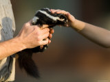 Child Pets a Spotted Skunk in Missouri