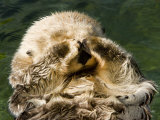 Closeup of a Captive Sea Otter Covering his Face
