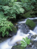 Clean Water Creek Flowing Through Forest Greenery  Alaska