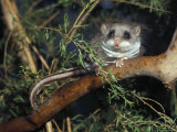 Alert Feathertail Glider with Tail Outstretched Climbs a Branch  Australia