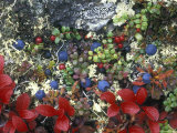 Blueberry Plants and Mosses  Alaska