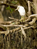Cattle Egret Chick  Out of its Nest after Falling  Tampa Bay  Florida