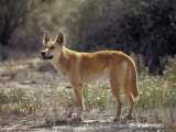 Alert Dingo Standing in an Open Patch of Desert Wild Flowers  Australia