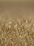 Closeup of Wheat in Field
