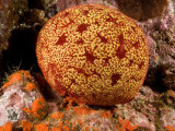 Closeup of a Colorful Cushion Star  A Type of Sea Star  Fatu Hiva Island  French Polynesia