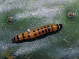 Cactoblastos Moth Caterpillar Feeds on a Prickly Pear Cactus Leaf  Australia