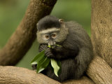 Blue Monkey from the Omaha Zoo's Lied Jungle  Nebraska