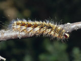 Caterpillar in Defensive Posture Displays It's Protective Hairs  Australia
