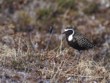 American Golden-Plover on the Tundra  Alaska