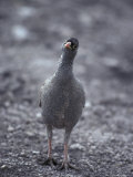 Comical Reb-Billed Francolin Parades Through the Understorey