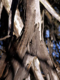 Bark Peeling from a Eucalypt Gum Tree Trunk Reflected in a Wetland  Australia