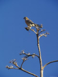 American Kestrel with a Mouse in its Talons  California