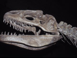 Allosaurus Skeleton Skull  Jaws and Teeth  against a Black Background