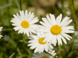 Closeup of Daisies  Massachusetts