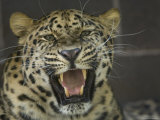 Amur Leopard from the Omaha Zoo  Nebraska
