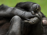 Chimpanzees at the Sunset Zoo