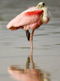 Adult Roseate Spoonbill Preening  Tampa Bay  Florida