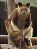 Captive Goodfellows Tree Kangaroo Perched on a Tree Branch Display  Melbourne Zoo  Australia