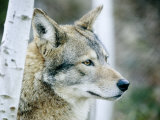 Closeup of a Captive Coyote  Massachusetts