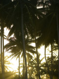 Afternoon Sunlight Through Palm Trees