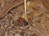 Bright Red Ant with a Huge Head Carries a Grass Seed to the Nest  Australia
