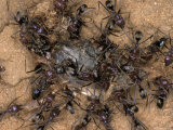 Chaotic and Relentless Ant Colony Feeding on Dead Insect Prey  Australia