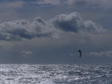 Albatross Silhouette Gliding over the Ocean against Storm Clouds  Australia
