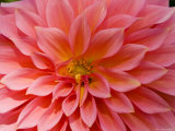 Closeup of a Pink Flower in Butchart Gardens