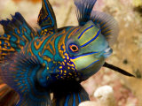 Close View of a Male Mandarinfish  Malapascua Island  Philippines