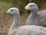 Cereopsis Geese at the Sedgwick County Zoo