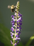 Bumblebee Hovers Around Purple Salvia Flowers  Elkhorn  Nebraska