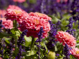 Closeup of Colorful Flowers in Butchart Gardens