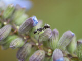 Ant Crawls on Blue Sage Flowers at Spring Creek Prairie
