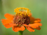 Close Up of Zinnias  Elkhorn  Nebraska